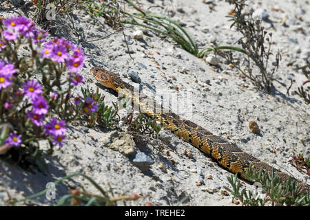 Puff sommatore (Bitis arietans Bitis, lachesis), striscianti in sabbia, Sud Africa, Western Cape, Agulhas National Park Foto Stock