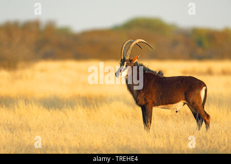 Sable Antelope (Hippotragus niger), maschio in prati, Sud Africa Foto Stock