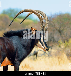 Sable Antelope (Hippotragus niger), maschio, Sud Africa Foto Stock