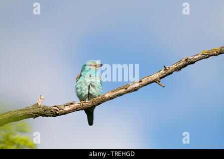 Rullo europea (Coracias garrulus garrulus), seduto su un ramo, Ungheria Foto Stock