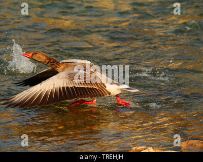 Graylag goose (Anser anser), tenendo fuori dal fiume Isar, Germania Foto Stock