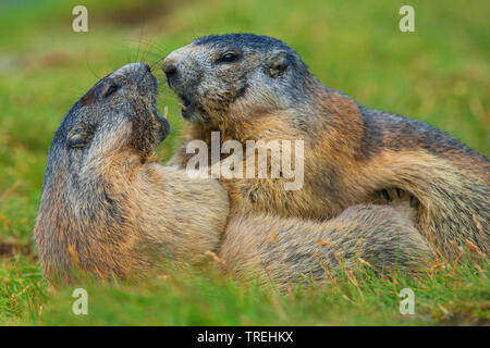 Alpine marmotta (Marmota marmota), combattimento, Austria, Carinzia, Parco Nazionale Hohe Tauern Foto Stock