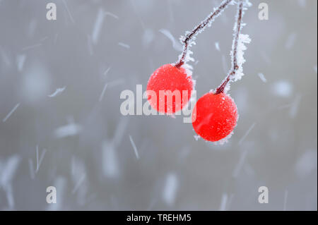 Wayfaring-tree (Viburnum lantana), bacche con trasformata per forte gradiente frost, Germania, Bassa Sassonia Foto Stock