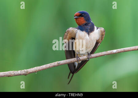 Barn swallow (Hirundo rustica), si siede su un ramo, Italia Foto Stock