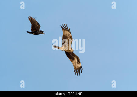 Nibbio, giallo-fatturati kite (Milvus migrans), e crow in volo, Oman Foto Stock