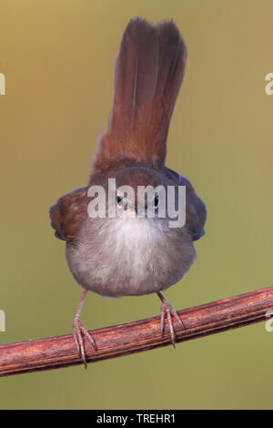 Cetti il trillo (Cettia cetti), si siede su un ramo, Italia Foto Stock