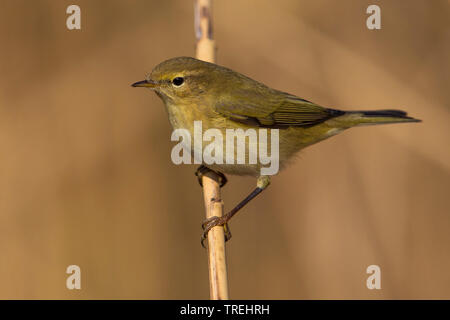 Chiffchaff (Phylloscopus collybita), si siede su una lama di reed, Italia Foto Stock