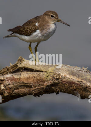 Sandpiper comune (Tringa hypoleucos, Actitis hypoleucos), si siede su un ramo, Italia Foto Stock