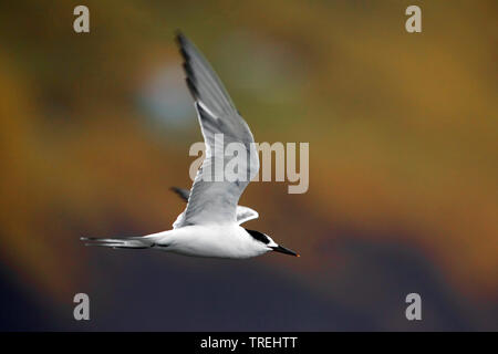 Tern comune (Sterna hirundo), in volo, Azzorre, Sao Miguel Foto Stock