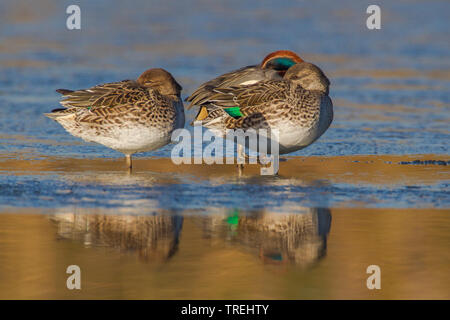 Verde-winged teal (Anas crecca), Drake e due femmine in appoggio, Italia Foto Stock