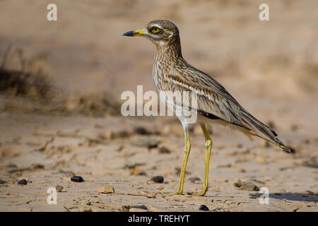 In pietra (curlew Burhinus oedicnemus), sul terreno, Egitto, Mar Rosso Shams Alam, Marsa Alam Foto Stock