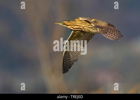 Eurasian Botaurus stellaris, in volo, Italia Foto Stock