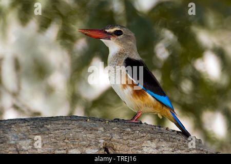A testa grigia kingfisher (Halcyon leucocephala), su un ramo, Oman, Ayn camràn Foto Stock