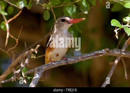 A testa grigia kingfisher (Halcyon leucocephala), su un ramo, Oman, Ayn camràn Foto Stock