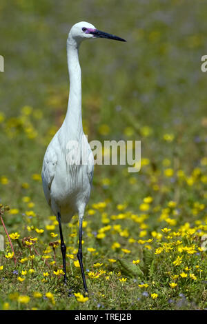 Garzetta (Egretta garzetta), in una fioritura di Prato, Italia, Toscana Foto Stock