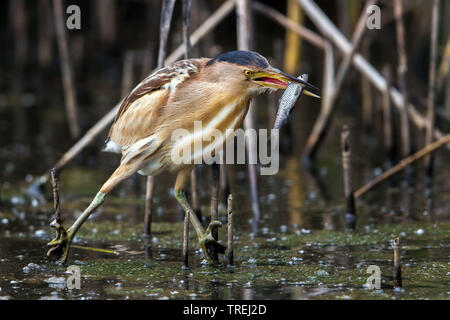 Tarabusino (Ixobrychus minutus), con pesce pescato, Italia Foto Stock