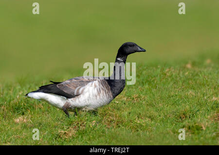 Brent goose (Branta bernicla), su di un prato, Azzorre, Corvo; Azzorre Foto Stock