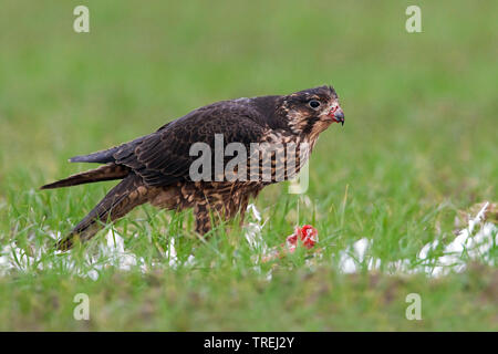 Falco pellegrino (Falco peregrinus), in volo, Italia Foto Stock