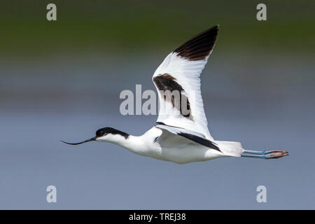 Pied avocet (Recurvirostra avosetta), in volo su acqua, Italia Foto Stock