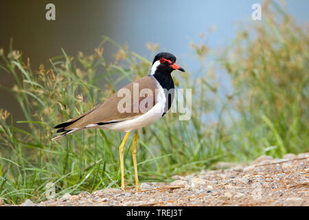 Rosso-wattled plover, rosso-wattled pavoncella (Hoplopterus indicus, Vanellus indicus), sorge sul terreno, Oman Foto Stock