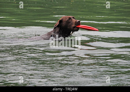 Il Labrador Retriever (Canis lupus f. familiaris), acqua salvataggio cane a un esercizio, vista laterale, in Germania, in Baviera Foto Stock