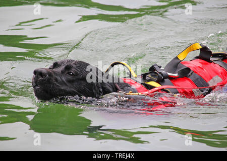 Il Labrador Retriever (Canis lupus f. familiaris), acqua salvataggio cane in azione, vista laterale, in Germania, in Baviera Foto Stock