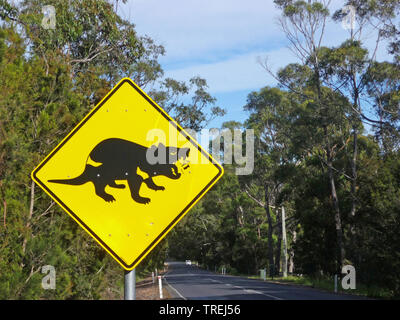 Diavolo della Tasmania (Sarcophilus harrisii, Sarcophilus harrisii), segno di avvertimento diavolo della Tasmania, Australia Tasman Foto Stock