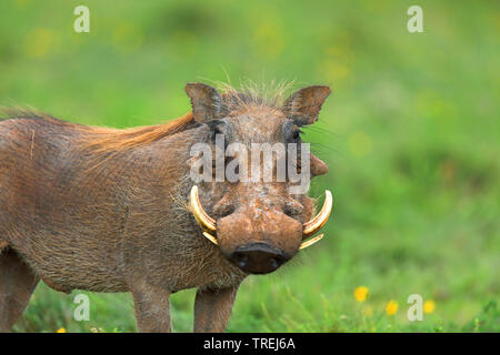 Warthog comune, savana warthog (Phacochoerus africanus), sorge nella prateria, Sud Africa, Eastern Cape, Addo Elephant National Park Foto Stock