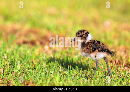 Fabbro plover (Anitibyx o Vanellus armatus). Questo uccello è il nome ...