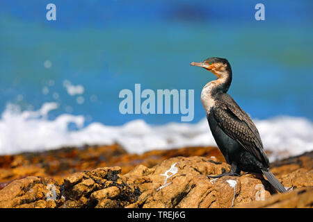 Bianco-breasted cormorano (Phalacrocorax lucidus), siede sulla riva, Sud Africa, Western Cape, Capo di Buona Speranza Parco Nazionale Foto Stock