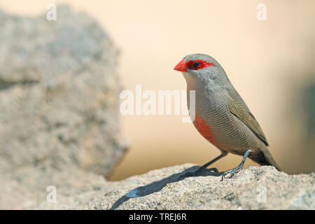 Comune (waxbill Estrilda astrild), seduto sulla pietra, Sud Africa, Eastern Cape, Mountain Zebra National Park Foto Stock