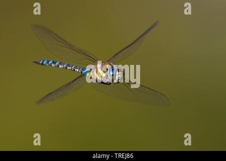 Scarsa aeshna, migrante hawker (Aeshna mixta), maschio in volo, vista laterale, Italia Foto Stock