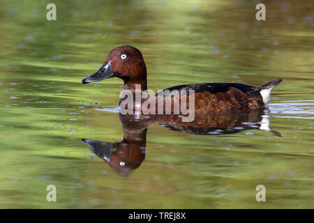 Moretta tabaccata (Aythya nyroca), nuoto, Italia Foto Stock