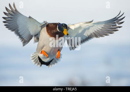 Il germano reale (Anas platyrhynchos), flying drake, vista frontale, Germania, Bassa Sassonia Foto Stock