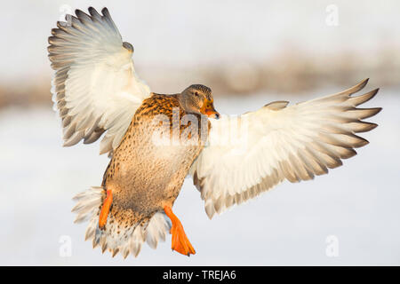 Il germano reale (Anas platyrhynchos), femmina volanti, Germania, Bassa Sassonia Foto Stock