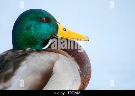 Il germano reale (Anas platyrhynchos), drake, ritratto, Germania, Bassa Sassonia Foto Stock