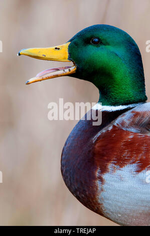 Il germano reale (Anas platyrhynchos), quacking drake, ritratto, Germania, Bassa Sassonia Foto Stock