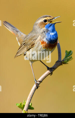 White-spotted pettazzurro (Luscinia svecica cyanecula), cantando maschio, Germania, Bassa Sassonia Foto Stock