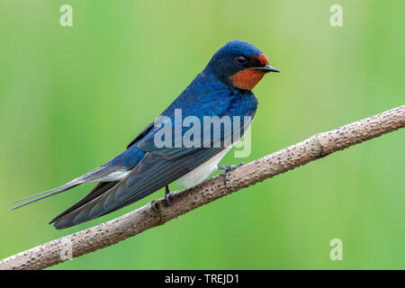 Barn swallow (Hirundo rustica), seduto su un ramo, Italia Foto Stock