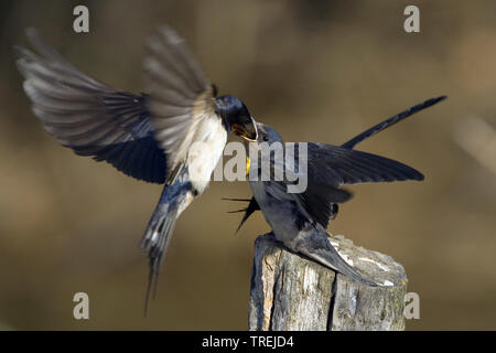 Barn swallow (Hirundo rustica), Adulto alimenta squeaker, Italia Foto Stock