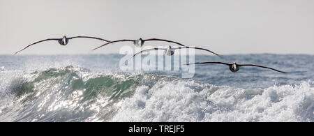 Pellicano marrone (Pelecanus occidentalis), truppa volare sopra le onde di frotizzazione, vista frontale, Stati Uniti, California, il Crystal Cove parco statale, Irvine Foto Stock