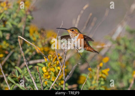 Allen hummingbird (Selasphorus sasin), femmina su un ramo, Stati Uniti, California, il Crystal Cove parco statale, Irvine Foto Stock