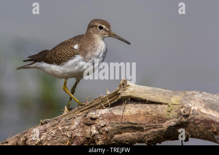 Sandpiper comune (Tringa hypoleucos, Actitis hypoleucos), su un ramo, Italia Foto Stock