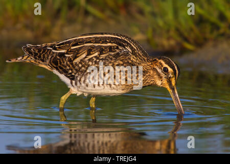 Beccaccino (Gallinago gallinago), rovistando in acque poco profonde, vista laterale, Italia Foto Stock