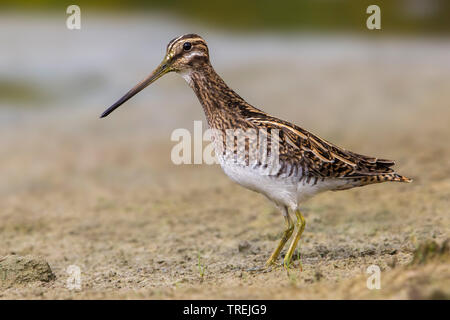 Beccaccino (Gallinago gallinago), sulla sabbia, Italia Foto Stock