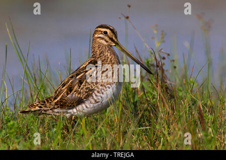 Beccaccino (Gallinago gallinago), sorge sulla riva, Italia Foto Stock