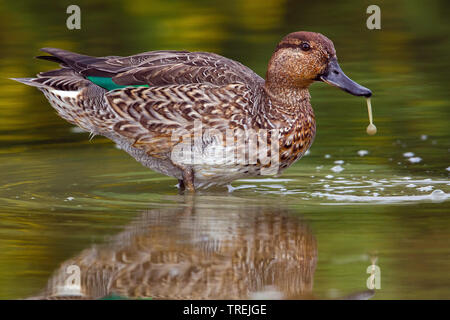 Verde-winged teal (Anas crecca), femmina in acqua poco profonda con una waterdrop a Bill, vista laterale, Italia Foto Stock