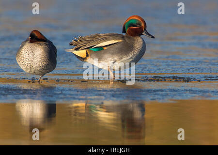 Verde-winged teal (Anas crecca), due i draghetti, Italia Foto Stock