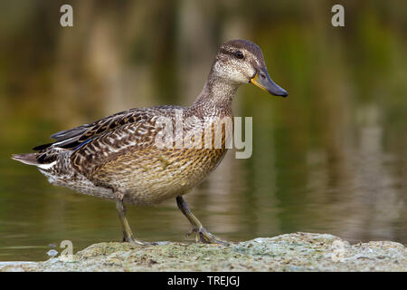 Verde-winged teal (Anas crecca), femmina sul lungomare, Italia Foto Stock