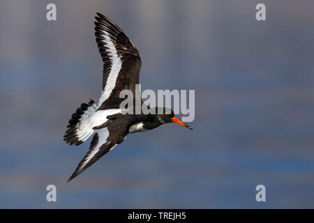 Paleartica (oystercatcher Haematopus ostralegus), in volo, Italia Foto Stock